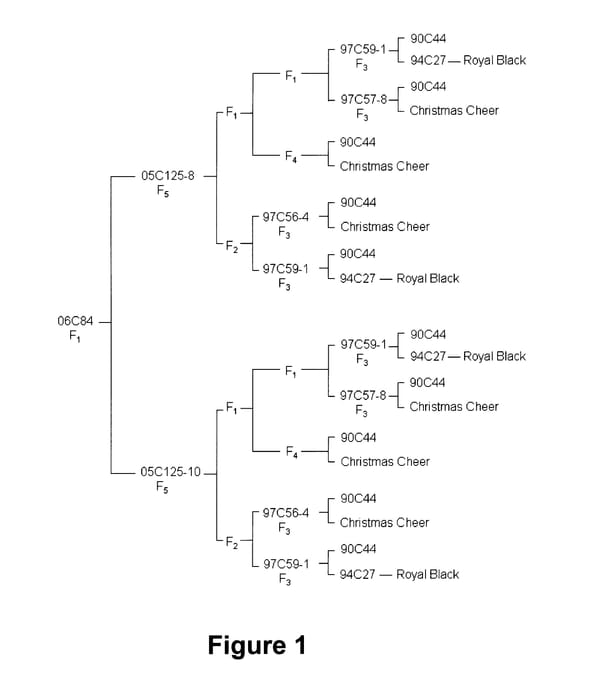 Figure 1 of US plant patent PP19913, the photograph of 06C84 printed in the patent.