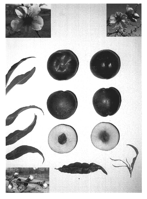 Figure 1 of US plant patent PP19914, the photograph of CANDYSWEET X printed in the patent.
