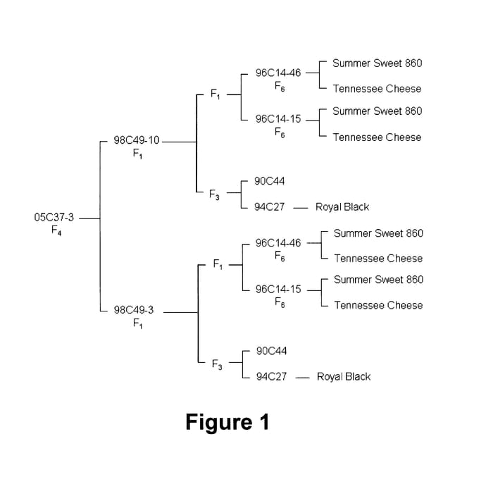 Figure 1 of US plant patent PP19915, the photograph of 05C37-3 printed in the patent.