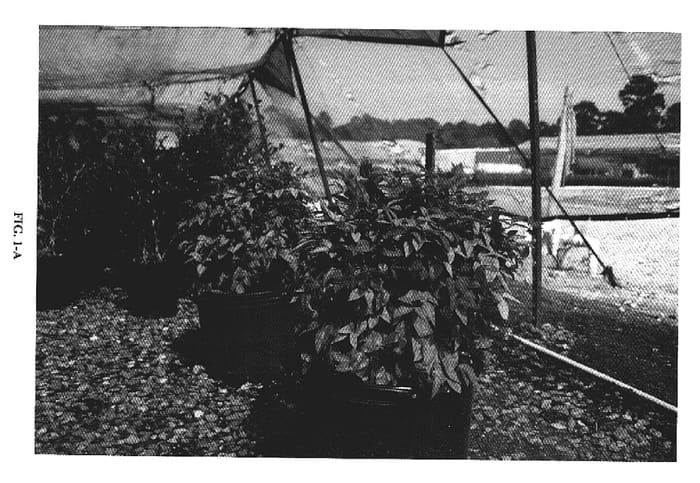Figure 1 of US plant patent PP19916, the photograph of AKA printed in the patent.
