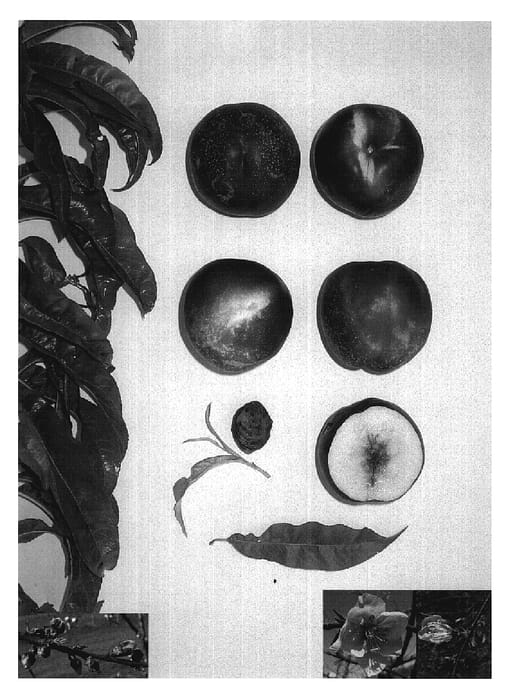Figure 1 of US plant patent PP19917, the photograph of Pearlicious V printed in the patent.