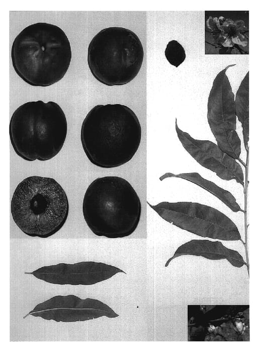 Figure 1 of US plant patent PP19918, the photograph of Sugarred III printed in the patent.