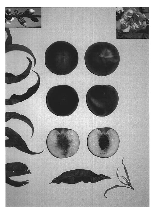 Figure 1 of US plant patent PP19919, the photograph of Pearl Princess V printed in the patent.