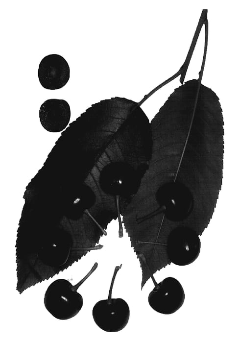 Figure 1 of US plant patent PP19920, the photograph of Royal Hazel printed in the patent.