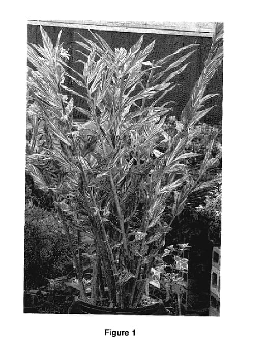 Figure 1 of US plant patent PP19921, the photograph of Tahitian Flame printed in the patent.