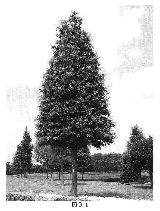 Figure 1 of US plant patent PP19922, the photograph of QPSTJ printed in the patent.