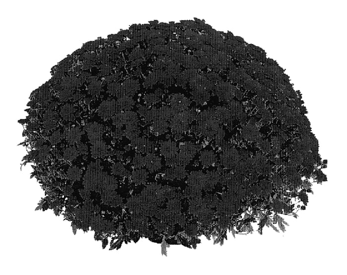 Figure 1 of US plant patent PP19923, the photograph of PPP FORZ06 printed in the patent.