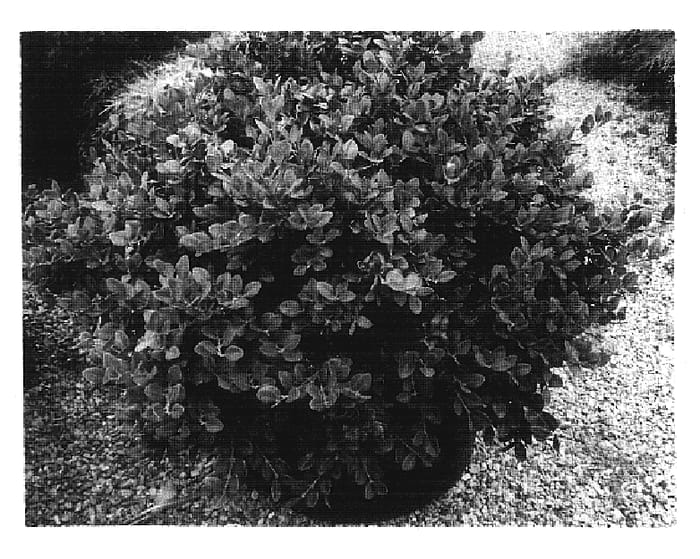 Figure 1 of US plant patent PP19924, the photograph of Conrowe printed in the patent.
