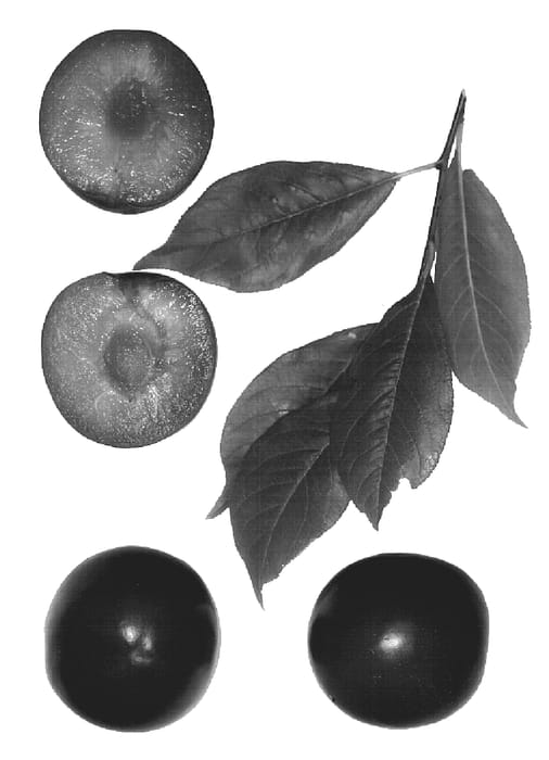 Figure 1 of US plant patent PP19925, the photograph of Bella Royale printed in the patent.