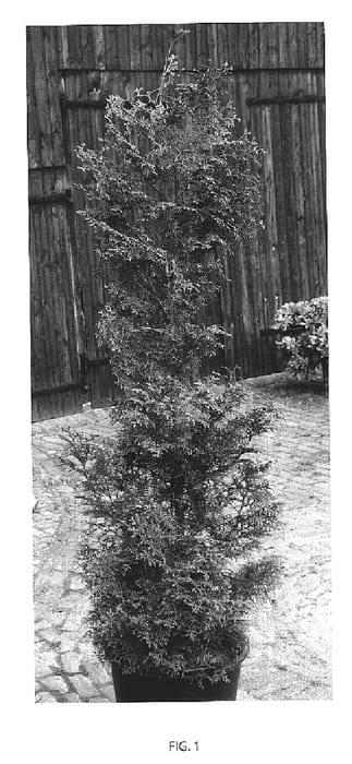 Figure 1 of US plant patent PP19926, the photograph of De Rakt printed in the patent.