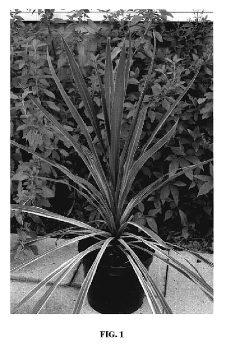 Figure 1 of US plant patent PP19927, the photograph of Seipin printed in the patent.