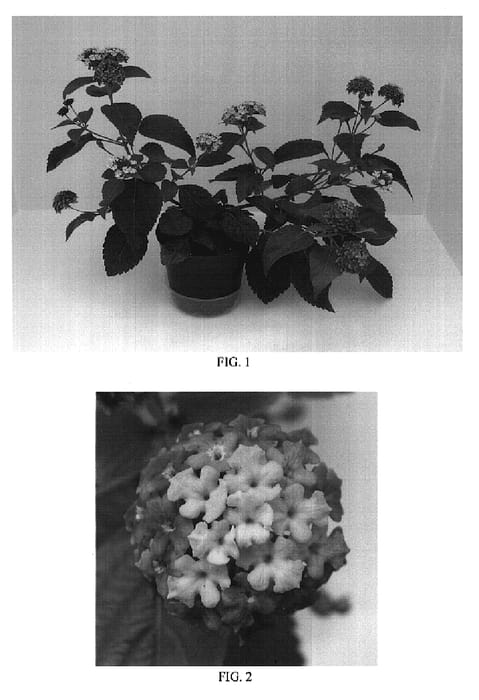 Figure 1 of US plant patent PP19928, the photograph of Balandlae printed in the patent.