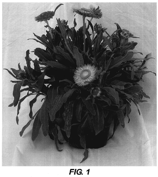 Figure 1 of US plant patent PP19929, the photograph of Raspberry printed in the patent.