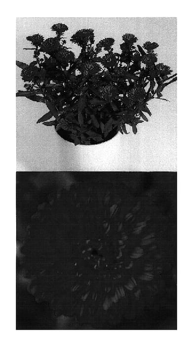 Figure 1 of US plant patent PP19930, the photograph of Victoria Mathilde printed in the patent.