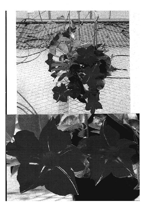 Figure 1 of US plant patent PP19931, the photograph of Sunparasuji printed in the patent.