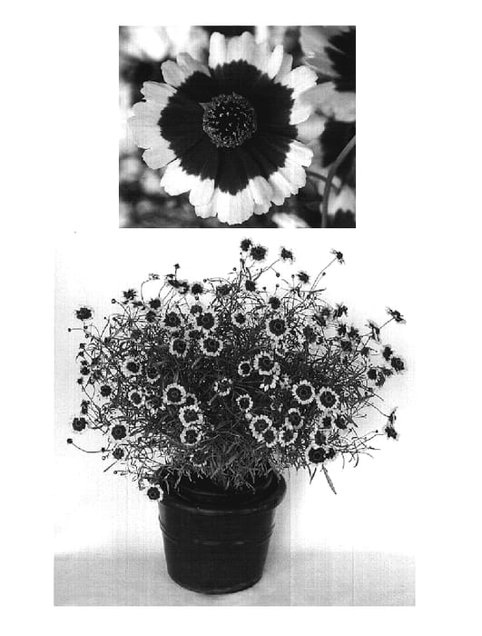 Figure 1 of US plant patent PP19932, the photograph of Coreopram printed in the patent.