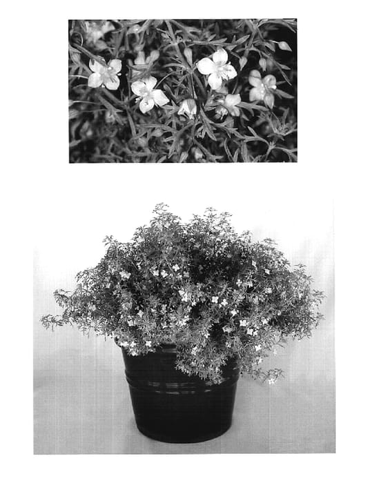 Figure 1 of US plant patent PP19933, the photograph of USSCO401-3 printed in the patent.