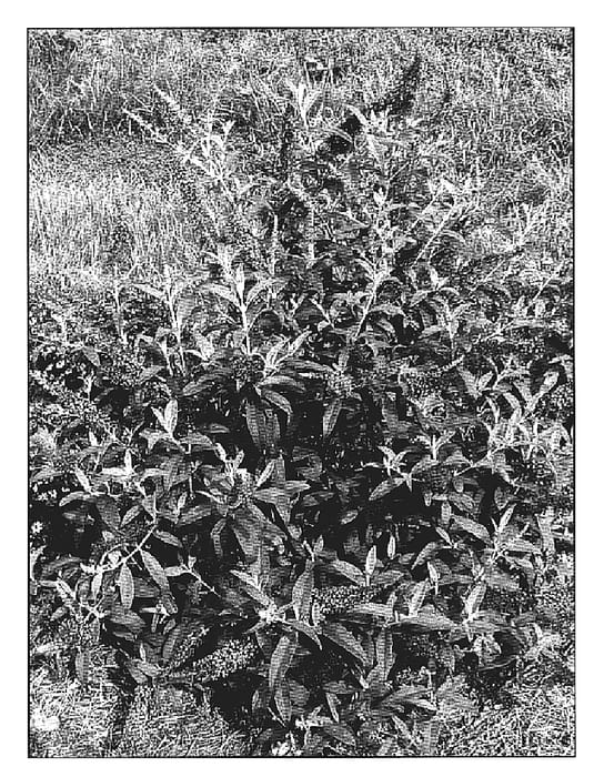Figure 1 of US plant patent PP19934, the photograph of Stellar Pink printed in the patent.
