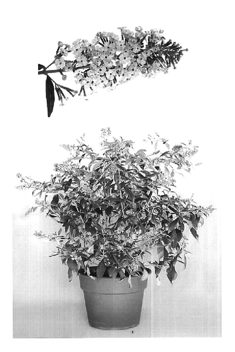 Figure 1 of US plant patent PP19935, the photograph of Butterfly Heaven printed in the patent.