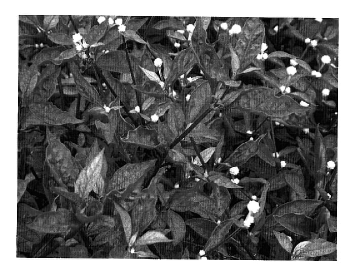 Figure 1 of US plant patent PP19936, the photograph of Brazilian Red printed in the patent.