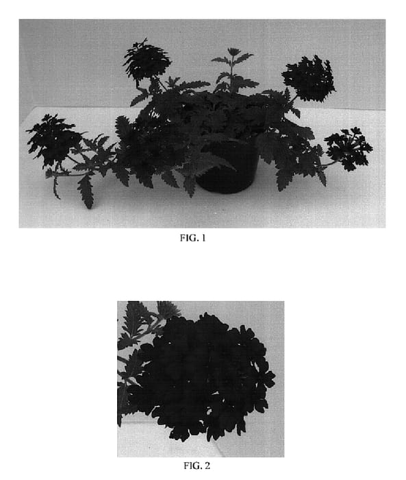 Figure 1 of US plant patent PP19937, the photograph of Balazdare printed in the patent.