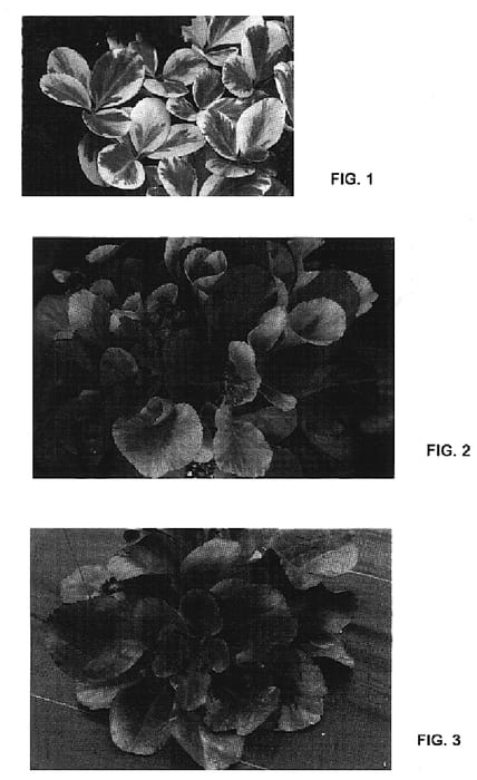 Figure 1 of US plant patent PP19938, the photograph of Solar Flare printed in the patent.