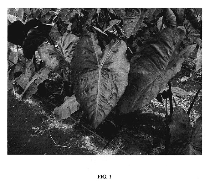 Figure 1 of US plant patent PP19939, the photograph of DIAMOND HEAD printed in the patent.