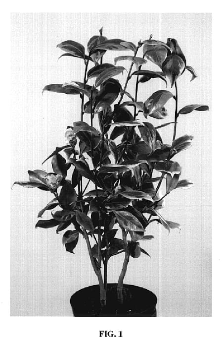 Figure 1 of US plant patent PP19940, the photograph of Kerguelen printed in the patent.