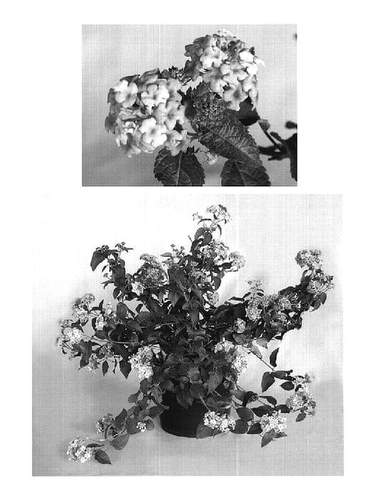 Figure 1 of US plant patent PP19941, the photograph of Robpwchp printed in the patent.