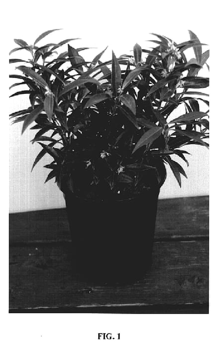 Figure 1 of US plant patent PP19942, the photograph of Sarsid 1 printed in the patent.