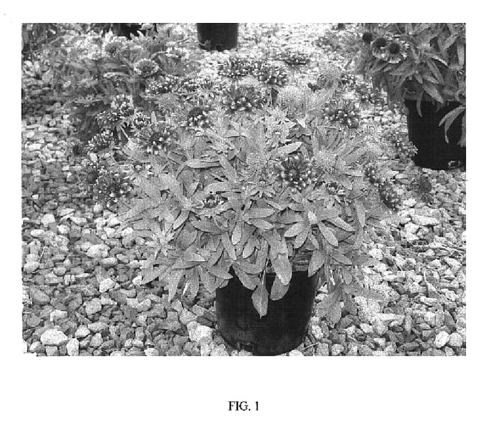 Figure 1 of US plant patent PP19943, the photograph of Frenzy printed in the patent.