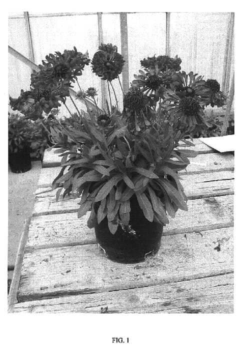 Figure 1 of US plant patent PP19944, the photograph of TIZZY printed in the patent.