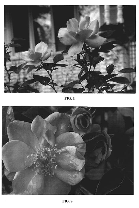 Figure 1 of US plant patent PP19945, the photograph of BAIrage printed in the patent.