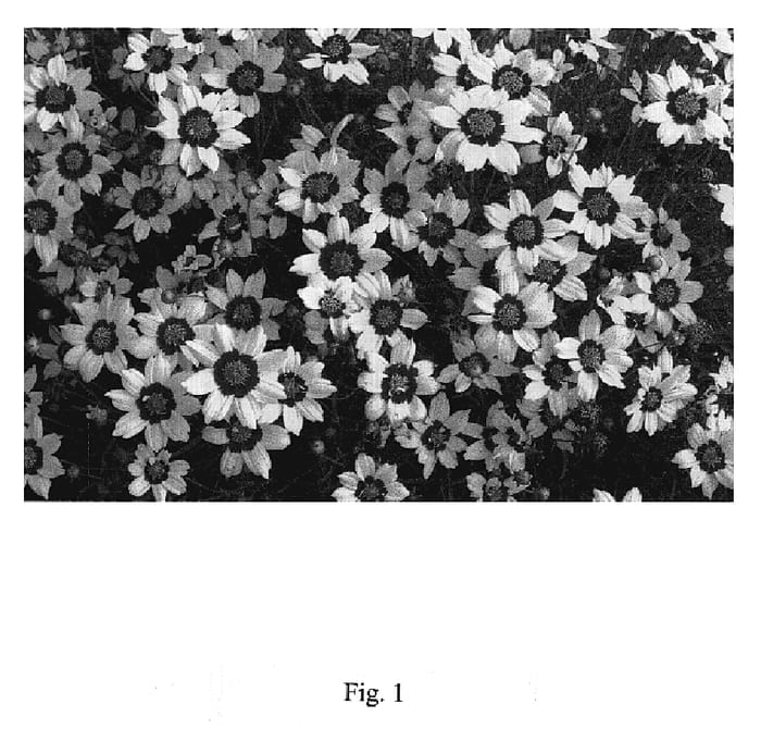 Figure 1 of US plant patent PP19946, the photograph of Gold Nugget printed in the patent.