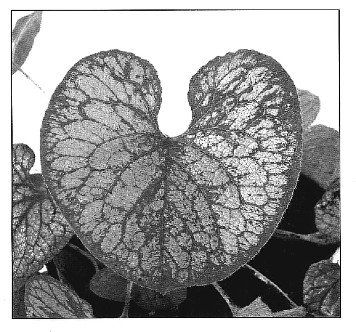 Figure 1 of US plant patent PP19947, the photograph of Mr. Morse printed in the patent.