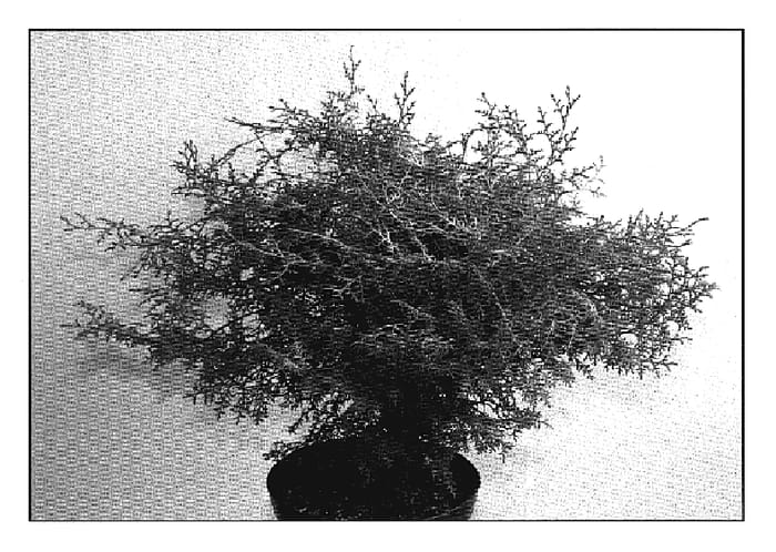 Figure 1 of US plant patent PP19948, the photograph of Lucas printed in the patent.