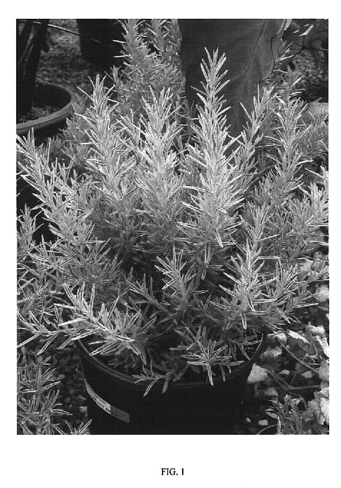 Figure 1 of US plant patent PP19949, the photograph of Gold Dust printed in the patent.