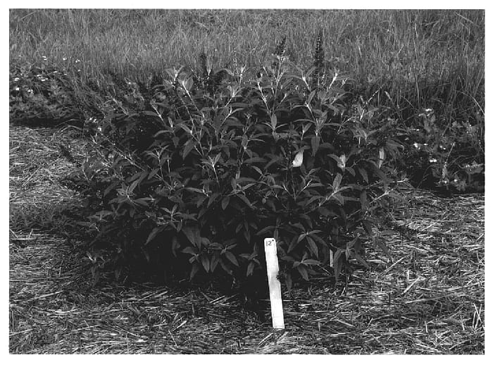 Figure 1 of US plant patent PP19950, the photograph of Miss Ruby printed in the patent.