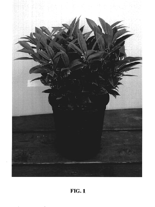 Figure 1 of US plant patent PP19951, the photograph of Sarsid 2 printed in the patent.