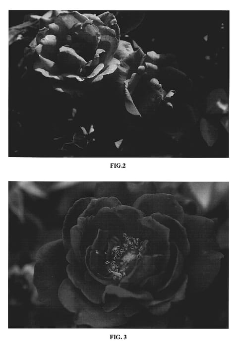 Figure 2 of US plant patent PP19952, the photograph of BAIgirl printed in the patent.