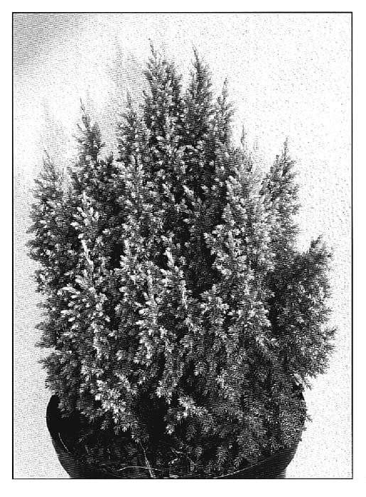 Figure 1 of US plant patent PP19953, the photograph of Hulsdonk Yellow printed in the patent.