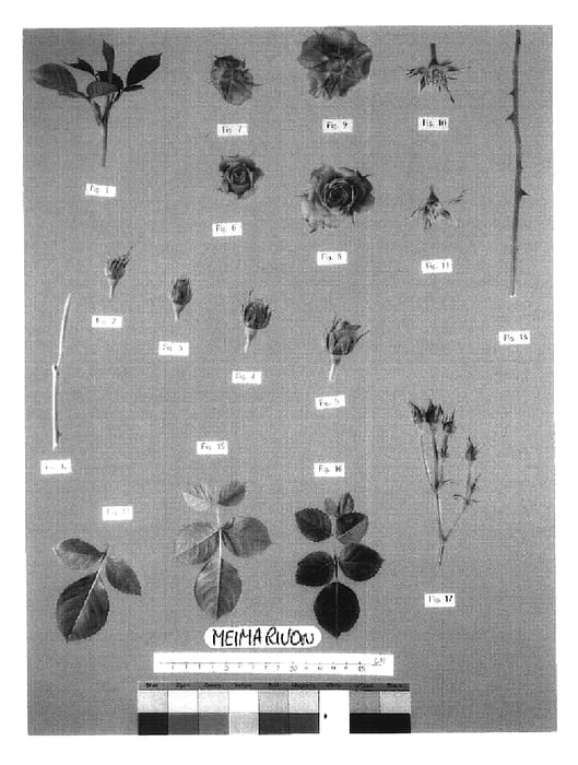 Figure 1 of US plant patent PP19954, the photograph of Meimarivon printed in the patent.