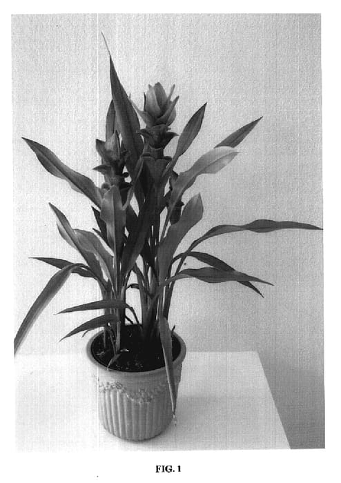 Figure 1 of US plant patent PP19956, the photograph of Curzena printed in the patent.