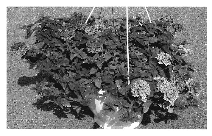 Figure 1 of US plant patent PP19957, the photograph of KLEVP06349 printed in the patent.