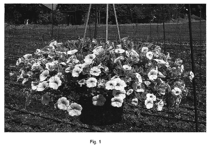 Figure 1 of US plant patent PP19958, the photograph of DANOA37 printed in the patent.