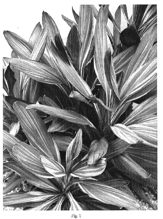 Figure 1 of US plant patent PP19959, the photograph of Pink Joy printed in the patent.