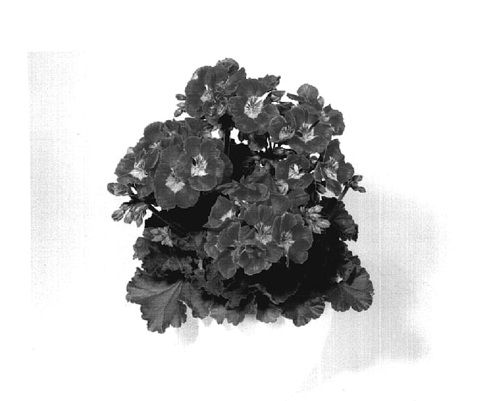 Figure 1 of US plant patent PP19960, the photograph of KLEPZ07202 printed in the patent.