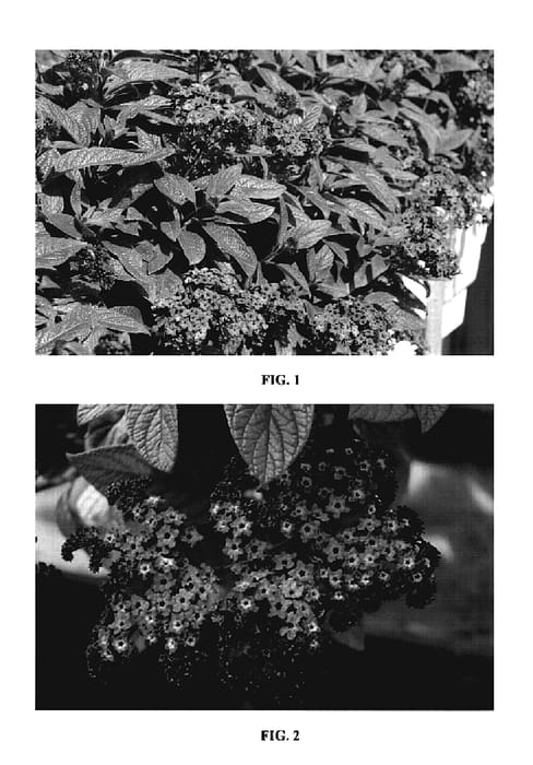 Figure 1 of US plant patent PP19961, the photograph of KLEHA07520 printed in the patent.