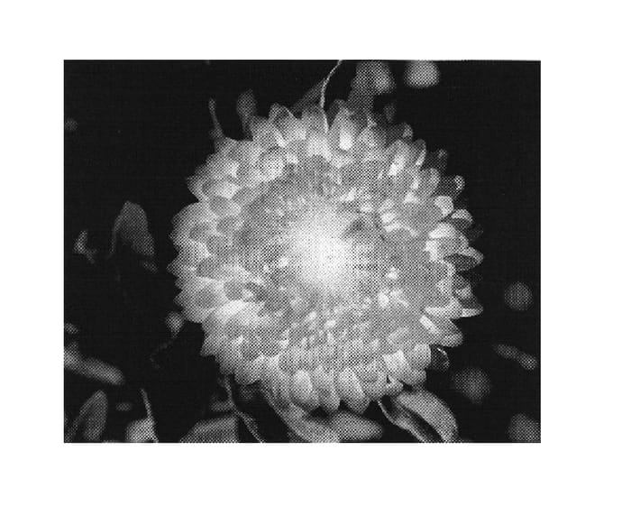 Figure 1 of US plant patent PP19962, the photograph of KLEBB07391 printed in the patent.