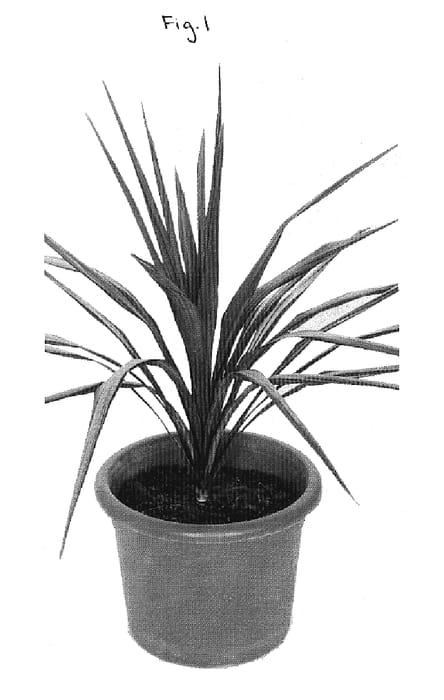 Figure 1 of US plant patent PP19963, the photograph of Paradise printed in the patent.